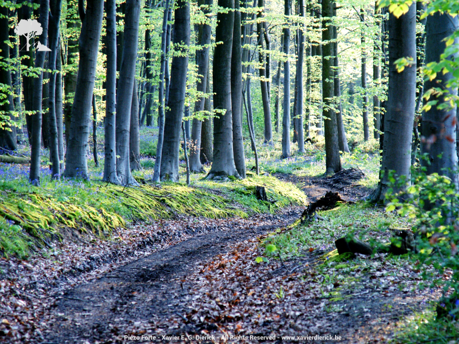 Jackrabbit in the woods, par Xavier E. G. Dierick
